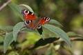 Papillon_Paon du jour